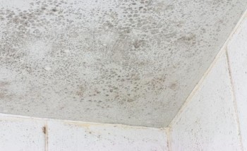 Mold Remediation by Restoration Allstars